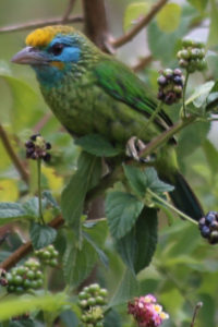 Yellow-fronted Barbet Megalaima flavifrons E (1)