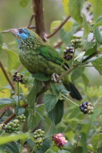Yellow-fronted Barbet Megalaima flavifrons E (2)