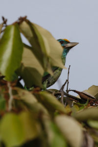 Yellow-fronted Barbet Megalaima flavifrons E (3)