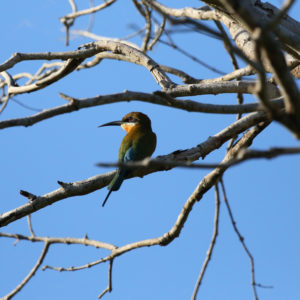Blue tailed Bee eater Merops philippinus (1)