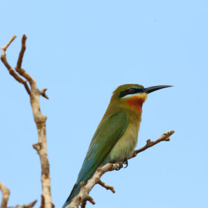 Blue tailed Bee eater Merops philippinus
