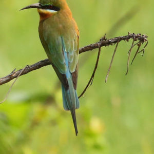 Blue tailed Bee eater Merops philippinus (7)