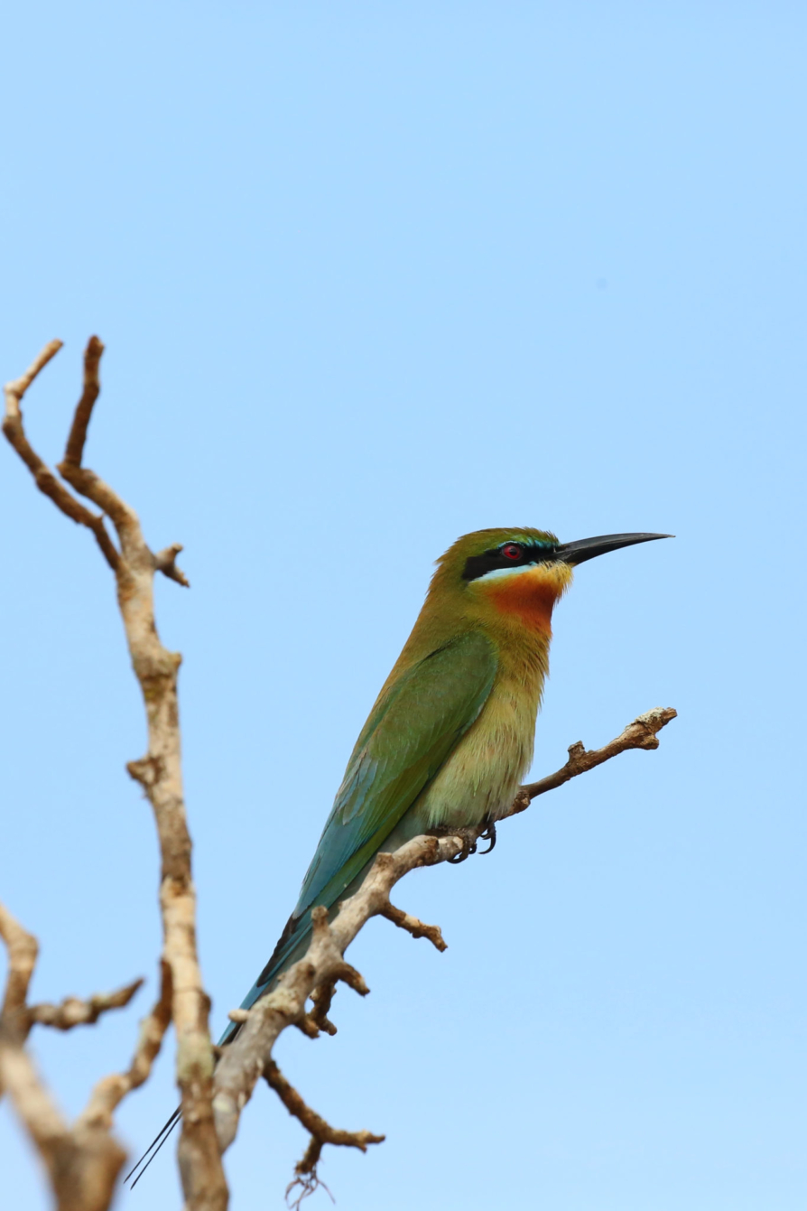 BEE EATERS MEROPIDAE Birds Lk