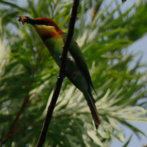 Chestnut-headed Bee-eater Merops leschenaulti R