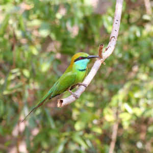 Little Green Bee-eater Merops orientalis R - Green Bee-eater 5