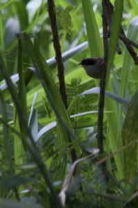 Black-fronted Babbler Rhopocichla atriceps R
/ Dark-fronted Babbler