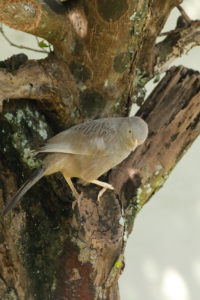Southern Common Babbler Turdoides affinis R
/ Yellow-billed Babbler