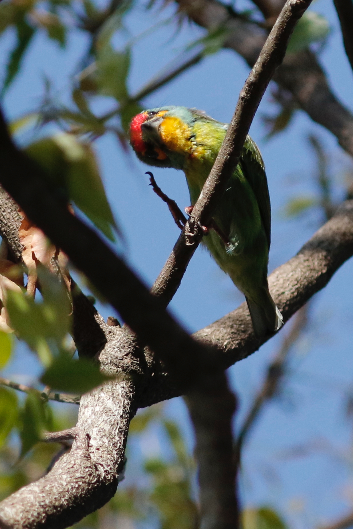 BARBETS CAPITONIDAE | Birds.lk